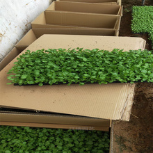 青州角堇小苗培育基地 角堇路边种植花卉 角堇冬季草花 欢迎来电咨询