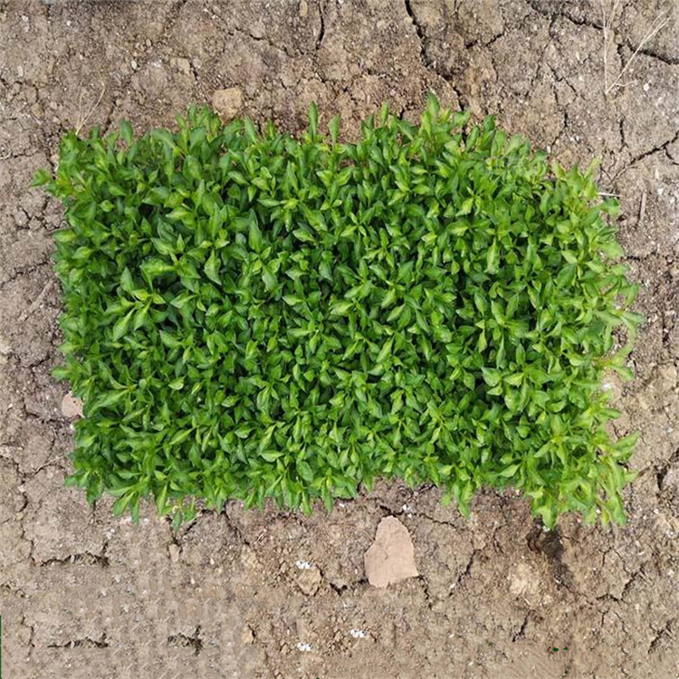 青州五色草叶色齐全 五色草易栽培 五色草道路绿化 五色草种植地 江瑞园艺