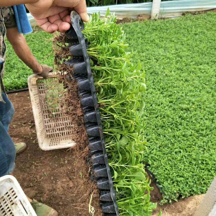 五色草穴盘苗种植地销售 造型用苗五色草 五色草节日广场造型摆放 江瑞
