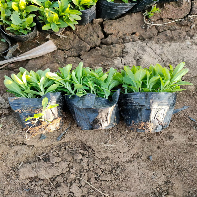 松果菊种子种苗 松果菊花径种植花卉 松果菊路旁绿化花卉 欢迎咨询江瑞园艺