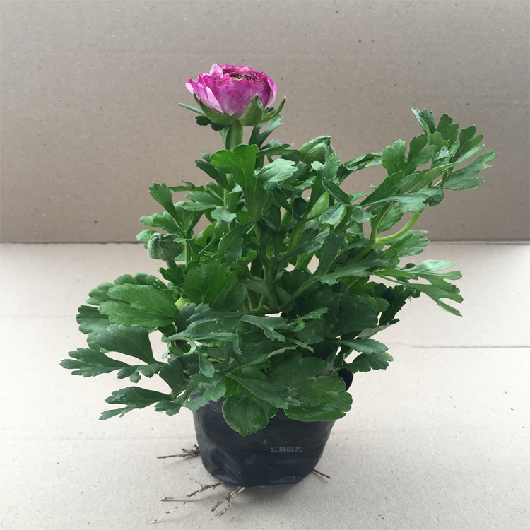 江瑞芹叶牡丹广泛种植 芹叶牡丹花坛种植 芹叶牡丹多色系花卉