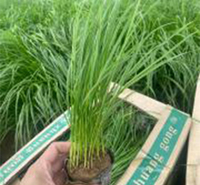 【小涵】花卉基地 狼尾草营养杯苗 狼尾草批售 适应性较强