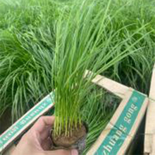 【小涵】花卉基地 狼尾草营养杯苗 狼尾草批售 适应性较强