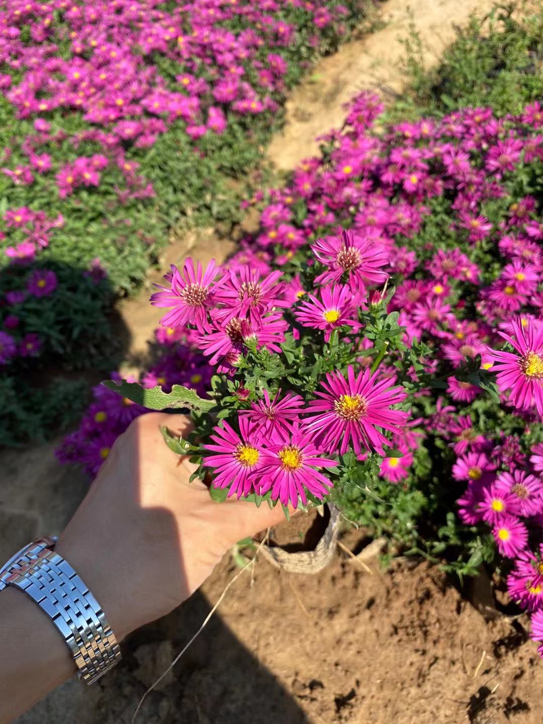荷兰菊种植基地 荷兰菊价格  小涵花卉