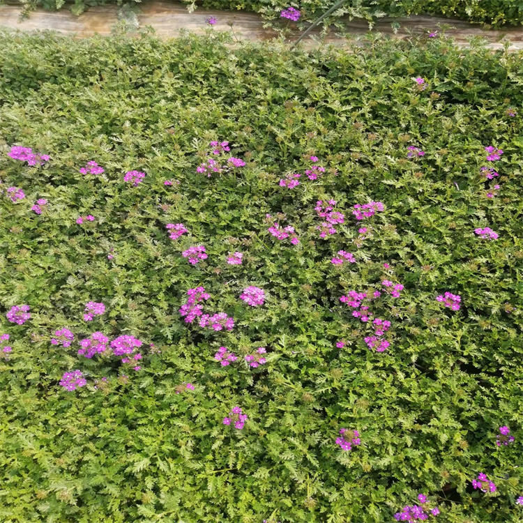 宿根美女樱路旁种植花卉 美女樱花色齐全 美女樱花海花苗 欢迎咨询