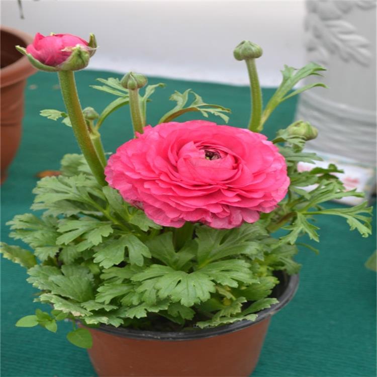 芹叶牡丹种植基地 芹叶牡丹产地报价 芹叶牡丹多色系花卉 耐观赏 夏杰花卉
