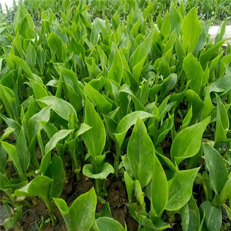 绿化美人蕉种植基地 山东美人蕉批发商 美人蕉花坛种植花卉 夏杰花卉欢迎您