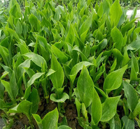 绿化美人蕉种植基地 山东美人蕉批发商 美人蕉花坛种植花卉 夏杰花卉欢迎您