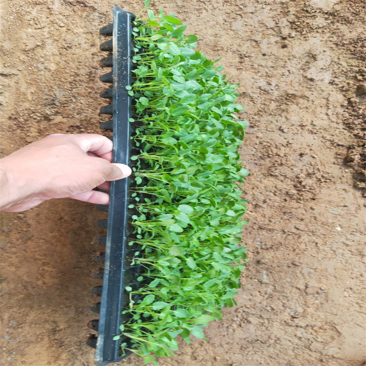 山东角堇小苗出售 角堇路旁种植花卉 园林工程绿化常用耐寒花卉角堇 欢迎来电咨询
