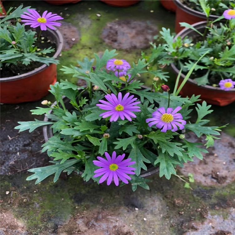 青州姬小菊花径种植花卉 姬小菊花境观赏花卉 姬小菊大量出售 欢迎致电咨询