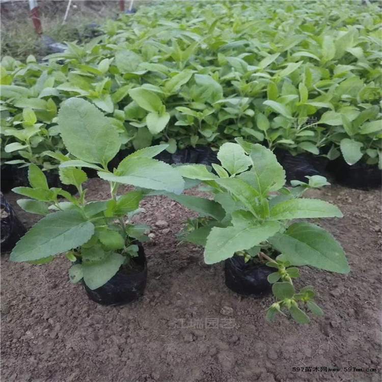 山东婆婆纳种植地 婆婆纳花坛种植花卉 路旁种植婆婆纳批发 夏杰花卉