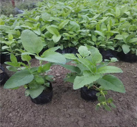 山东婆婆纳种植地 婆婆纳花坛种植花卉 路旁种植婆婆纳批发 夏杰花卉
