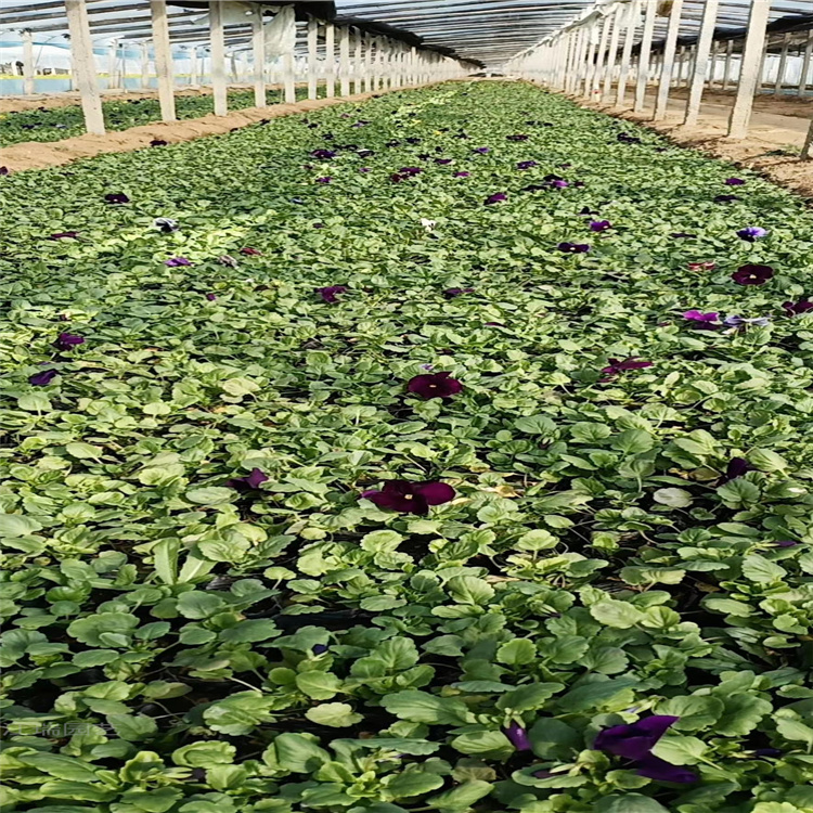 三色堇穴盘苗批发 三色堇园林绿化常用花卉 三色堇冬季草花 夏杰花卉