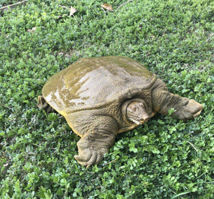 淡水养殖水产生鲜老甲鱼批发 生态养殖活体茂有甲鱼出售