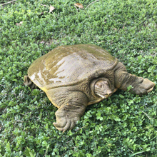 淡水养殖水产生鲜老甲鱼批发 生态养殖活体茂有甲鱼出售