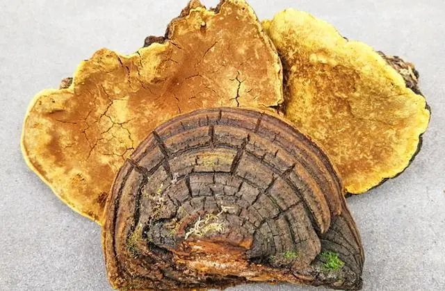 桑黄中药材 桑黄道地药材 桑黄质量保证 桑黄批发零售 桑黄价格优惠 