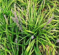 山东兰花三七路旁种植 兰花三七花境常用观赏花卉 兰花三七种子培育 欢迎选购