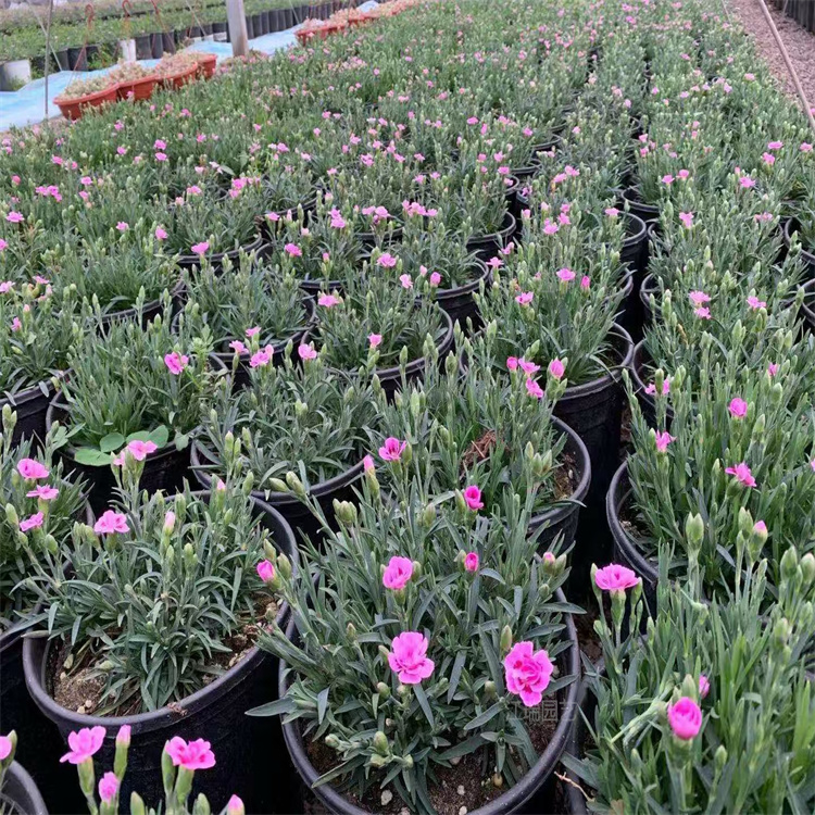 河南初吻石竹路旁种植 初吻石竹花径种植花卉 初吻石竹盆栽 江瑞园艺