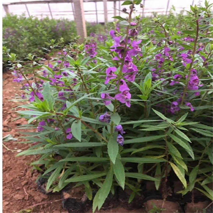 湖南香彩雀大型种植户 香彩雀路旁种植花卉 香彩雀盆栽 耐观赏 江瑞园艺