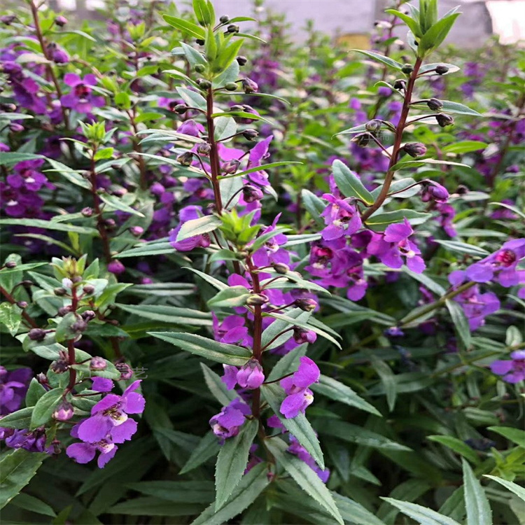 河南香彩雀批发基地 香彩雀花径种植花卉 香彩雀园林绿化常用花卉 江瑞园艺