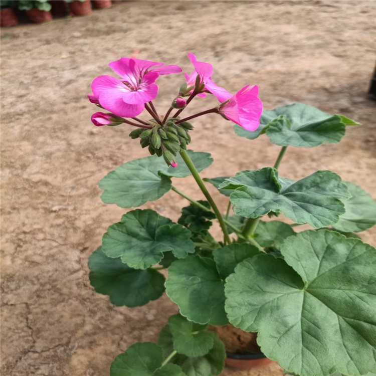 河南天竺葵种植地 天竺葵路边种植花卉 天竺葵大型供应商 江瑞园艺