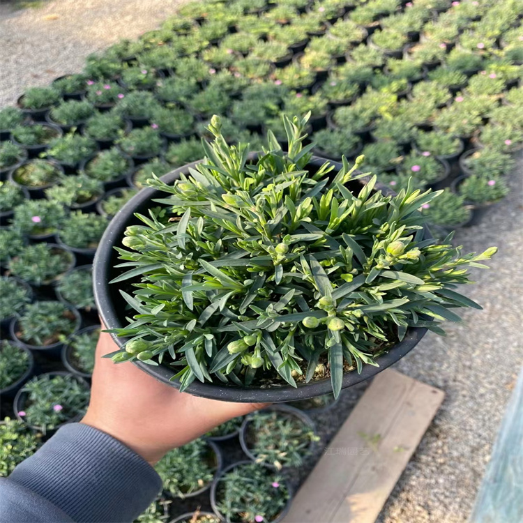 山东初吻石竹大型种植户 初吻石竹景观效果美丽 初吻石竹室外庭院种植 江瑞园艺