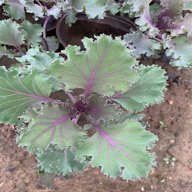 北京羽衣甘蓝供应基地 羽衣甘蓝多色系花卉 羽衣甘蓝花箱种植花卉 江瑞园艺
