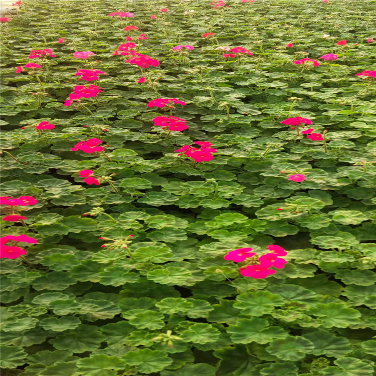 北京天竺葵产地报价 天竺葵花径种植花卉 天竺葵室内外摆放种植 欢迎咨询