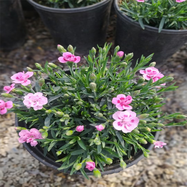 北京初吻石竹园林绿化常用花卉 初吻石竹花姿优美 花色美丽 适应能力强 江瑞直批
