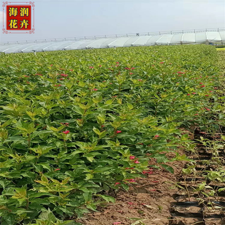 精选红王子锦带苗  落叶灌木红王子锦  上盆苗 青州海润花卉