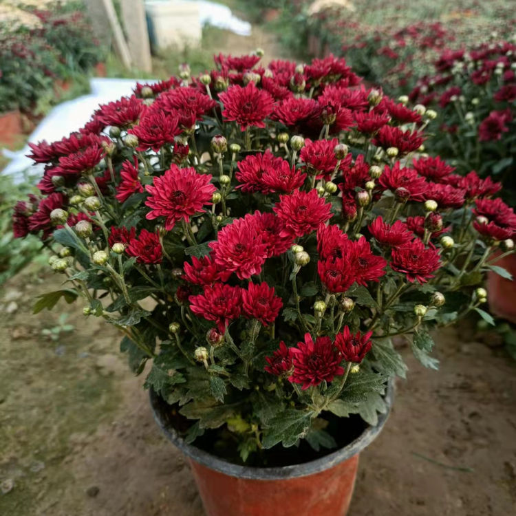 球菊批发 菊花造型 球菊小苗  潍坊菊花品种