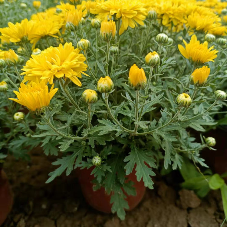 涵航花卉 国庆菊120  双色盆国庆菊报价 花海设计 