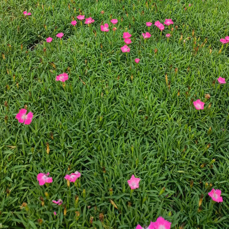 欧石竹 欧石竹基地 涵航花卉 花海打造 