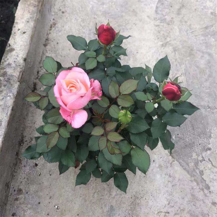 山东钻石月季供应商 钻石月季直批 钻石月季花园种植花卉 欢迎咨询