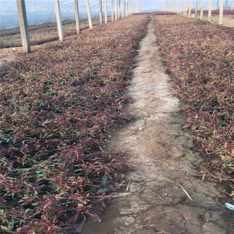四川山桃草种植地 山桃草批发商 红花山桃草花园种植花卉 江瑞园艺供应