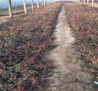 四川山桃草种植地 山桃草批发商 红花山桃草花园种植花卉 江瑞园艺供应