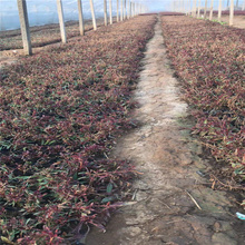 四川山桃草种植地 山桃草批发商 红花山桃草花园种植花卉 江瑞园艺供应
