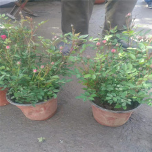 山东微型月季路旁种植花卉 微型月季花园种植花卉 花期长 耐观赏 欢迎致电咨询