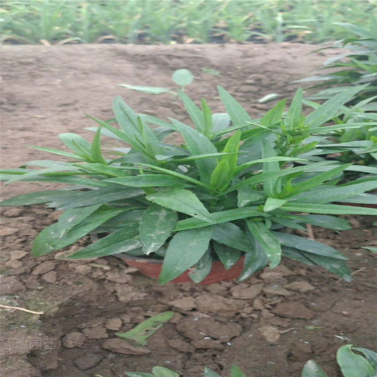 南京组摆花卉荷兰菊 节假日广场摆放花卉荷兰菊 荷兰菊花径种植花卉 江瑞园艺
