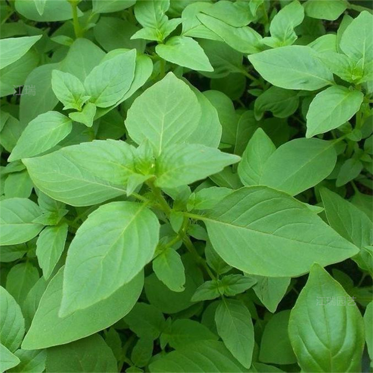 河南荆芥种植地销售 荆芥路旁种植 江瑞荆芥批发商 欢迎来电咨询