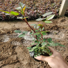 青州微型月季种植地销售 微型月季花坛丛植花卉 微型月季大型种植户 江瑞