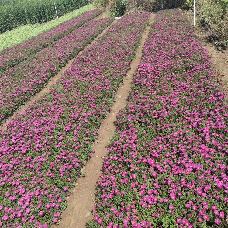 浙江荷兰菊种植地 荷兰菊大量批发 荷兰菊花姿美丽 耐观赏 欢迎选购