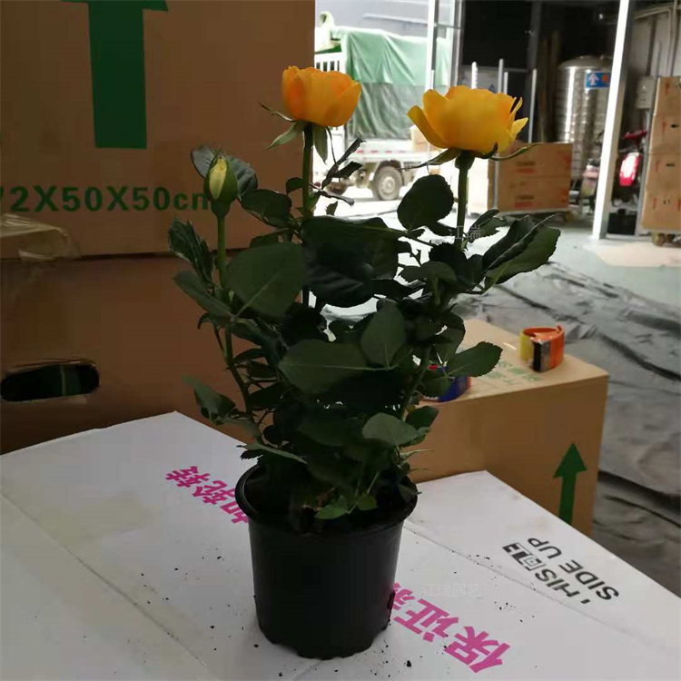 钻石月季种植地 钻石月季大型种植户 钻石月季摆放布置花卉 江瑞园艺