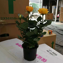 钻石月季种植地 钻石月季大型种植户 钻石月季摆放布置花卉 江瑞园艺