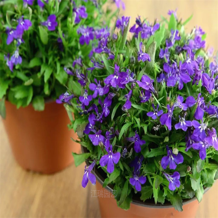六倍利花坛种植花卉 山东六倍利种植基地 六倍利盆栽 江瑞园艺