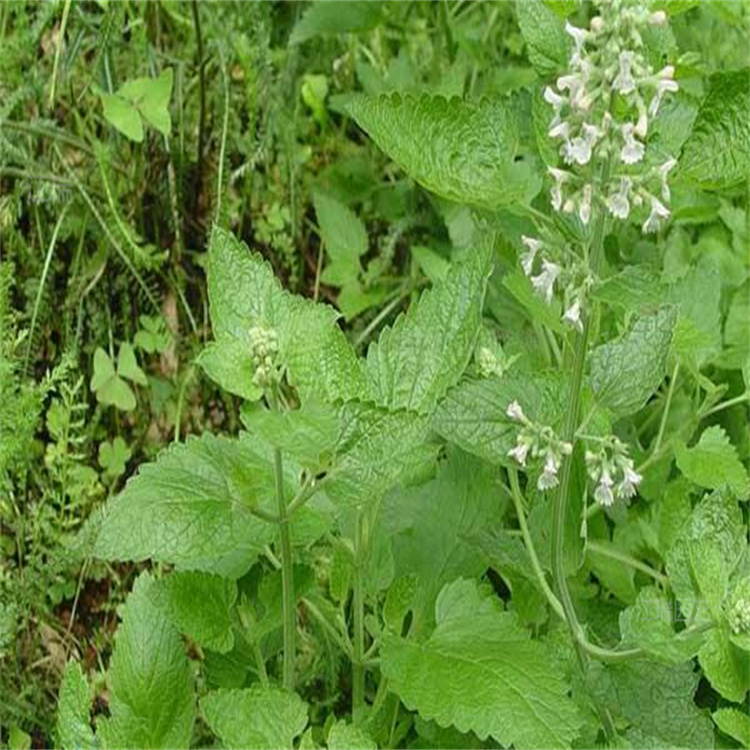 青州荆芥装饰花卉 荆芥供应商 荆芥种子批发 荆芥现货供应 江瑞