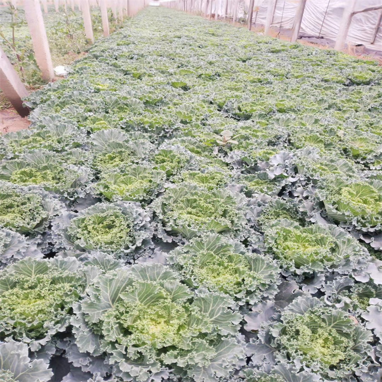 山东羽衣甘大型种植户 鸽系羽衣甘蓝供应商 欧系羽衣甘蓝冬季草花 夏杰花卉