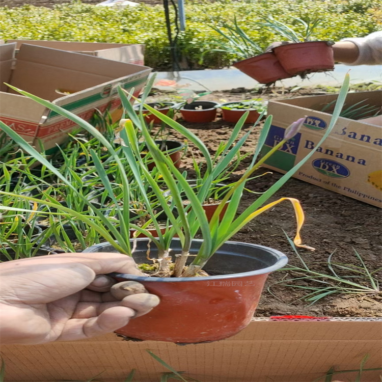 山东紫娇花道路绿化 紫娇花适应能力强 紫娇花花期长 夏杰花卉