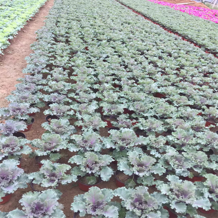 河北羽衣甘蓝大量上市 羽衣甘蓝花姿优美 羽衣甘蓝公园绿化花卉 欢迎选购