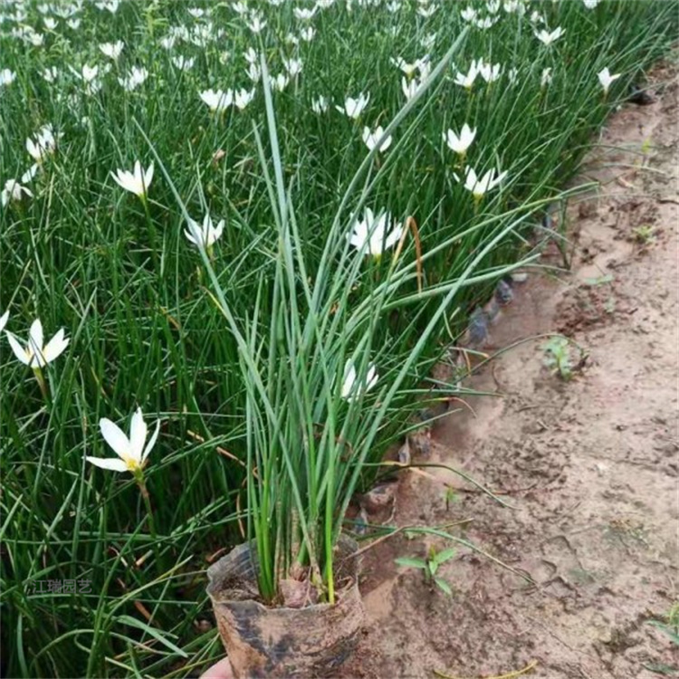 葱兰大型种植户 葱兰品种齐全 葱兰品质优良 路旁种植花卉葱兰 欢迎效果